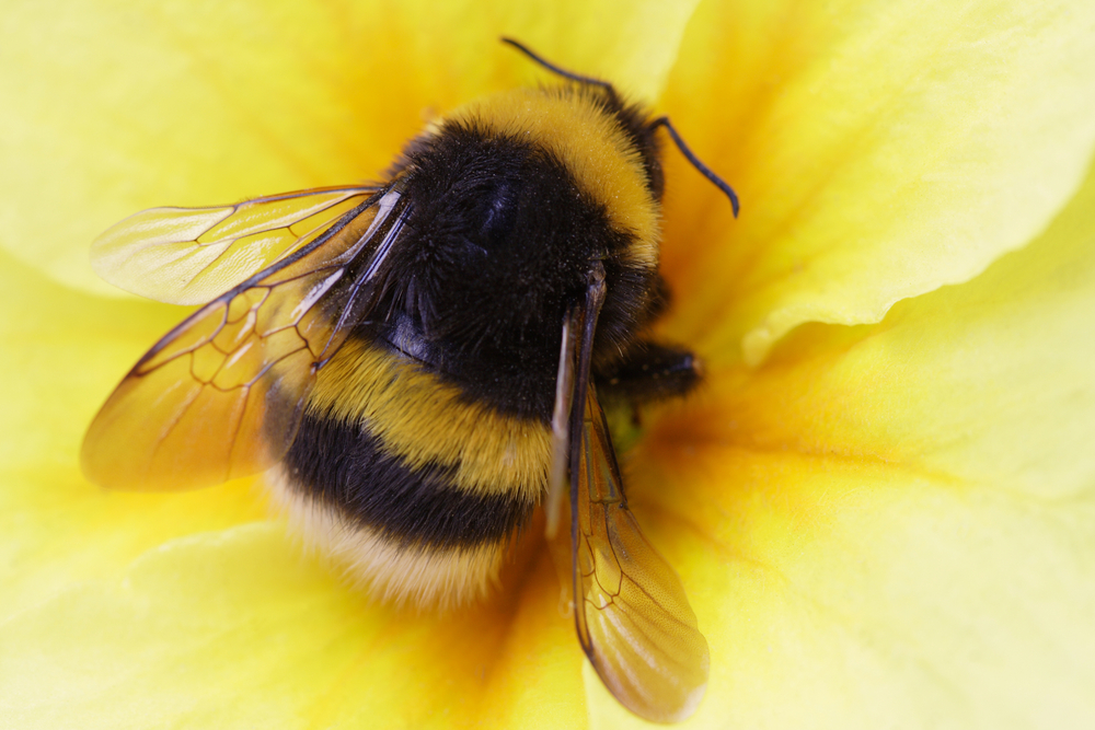 Bumble Bee Walk The Exeter Daily
