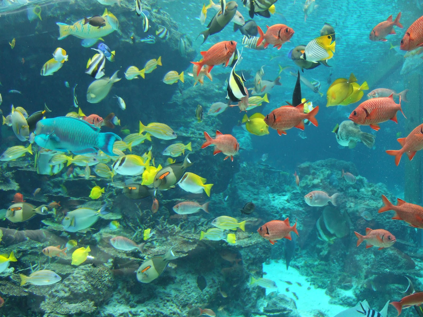 Nature Fish In Okinawa Churaumi Aquarium Okay Wallpaper