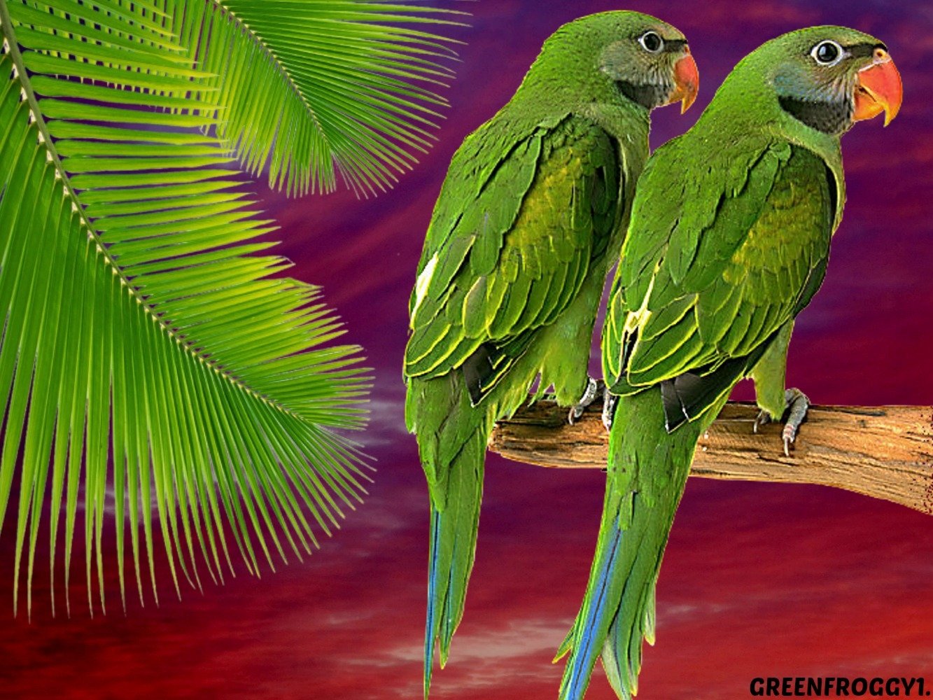Green Parrots Wallpaper And Background Image Id