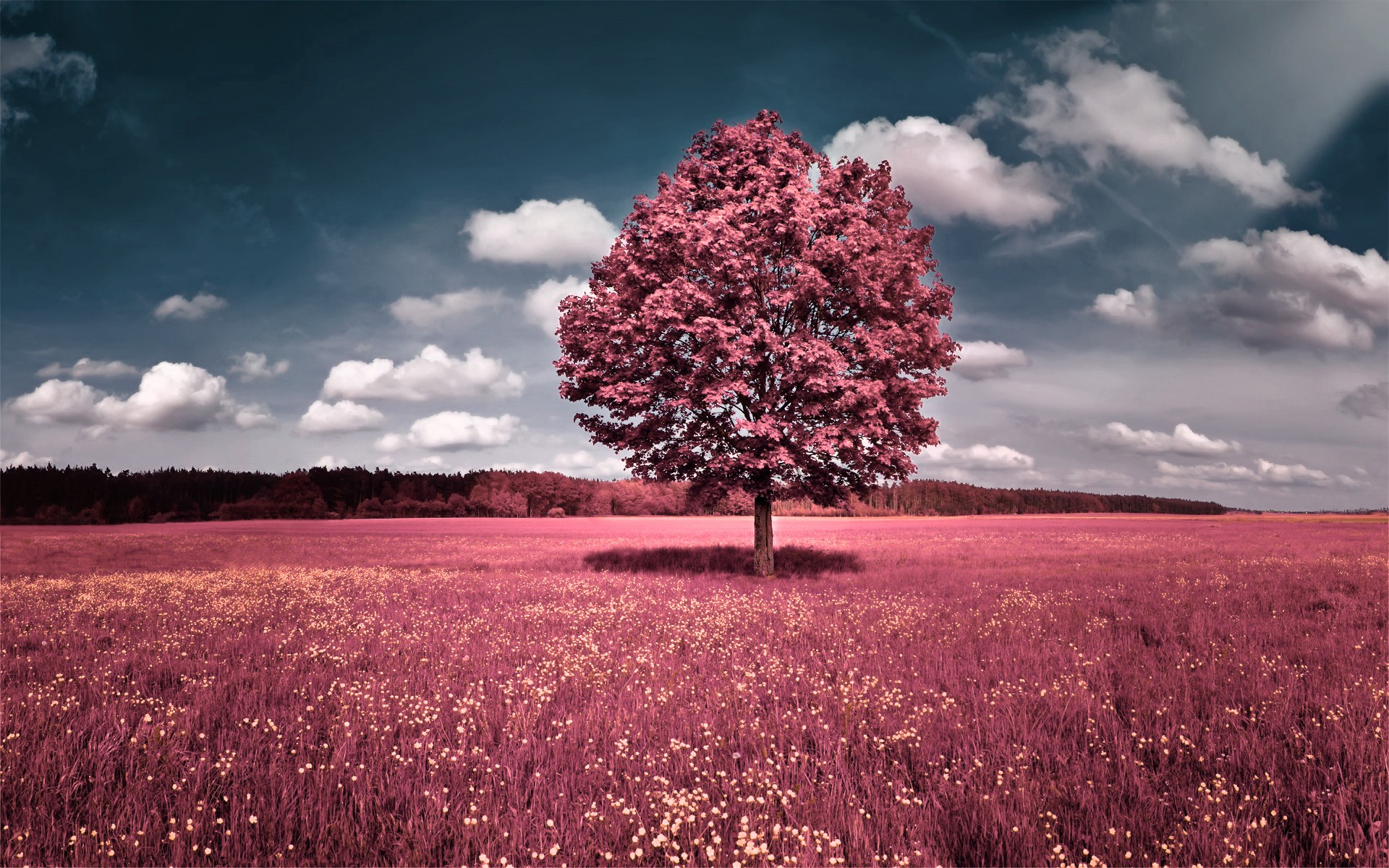A lone pink tree stands in a vibrant pink field under a blue and cloudy sky. This surreal landscape offers a unique and captivating view