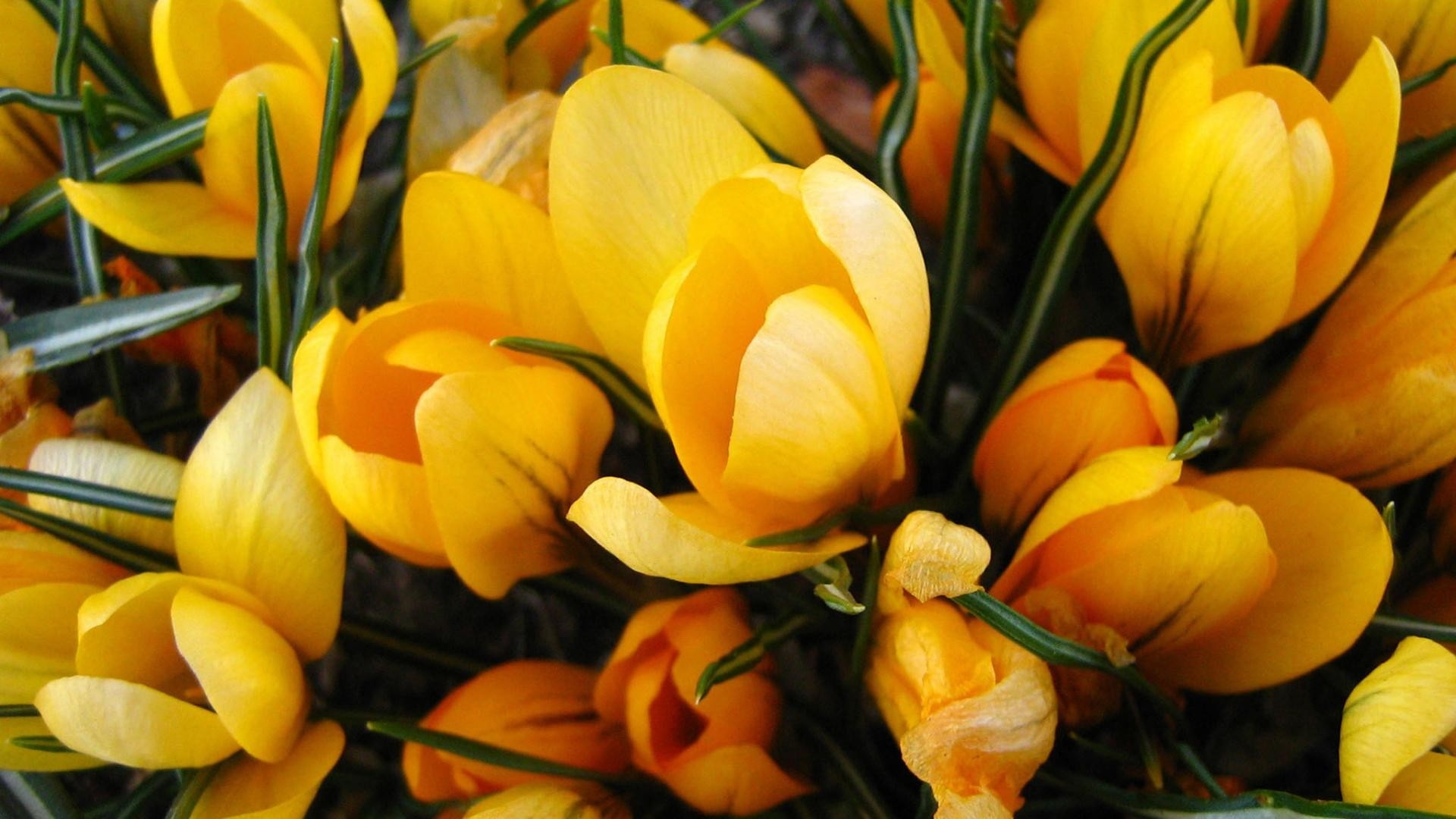Yellow Tulips High Definition Wallpaper HD
