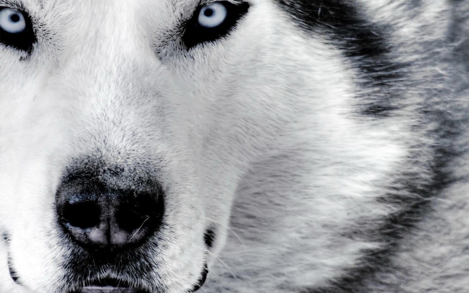Black And White Wolf Pictures Desktop Background