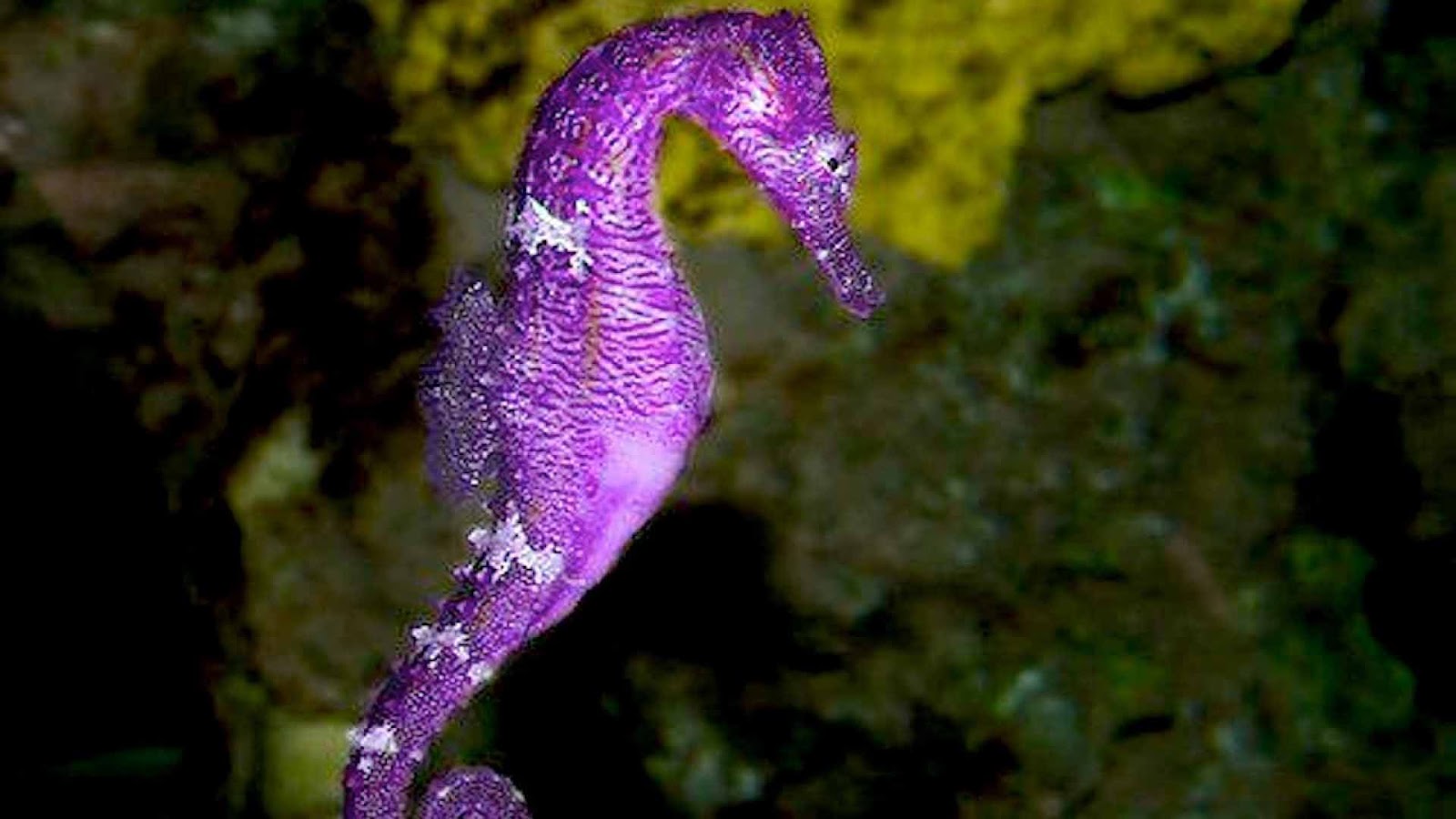 Seahorse Pictures Dwito Wallpaper