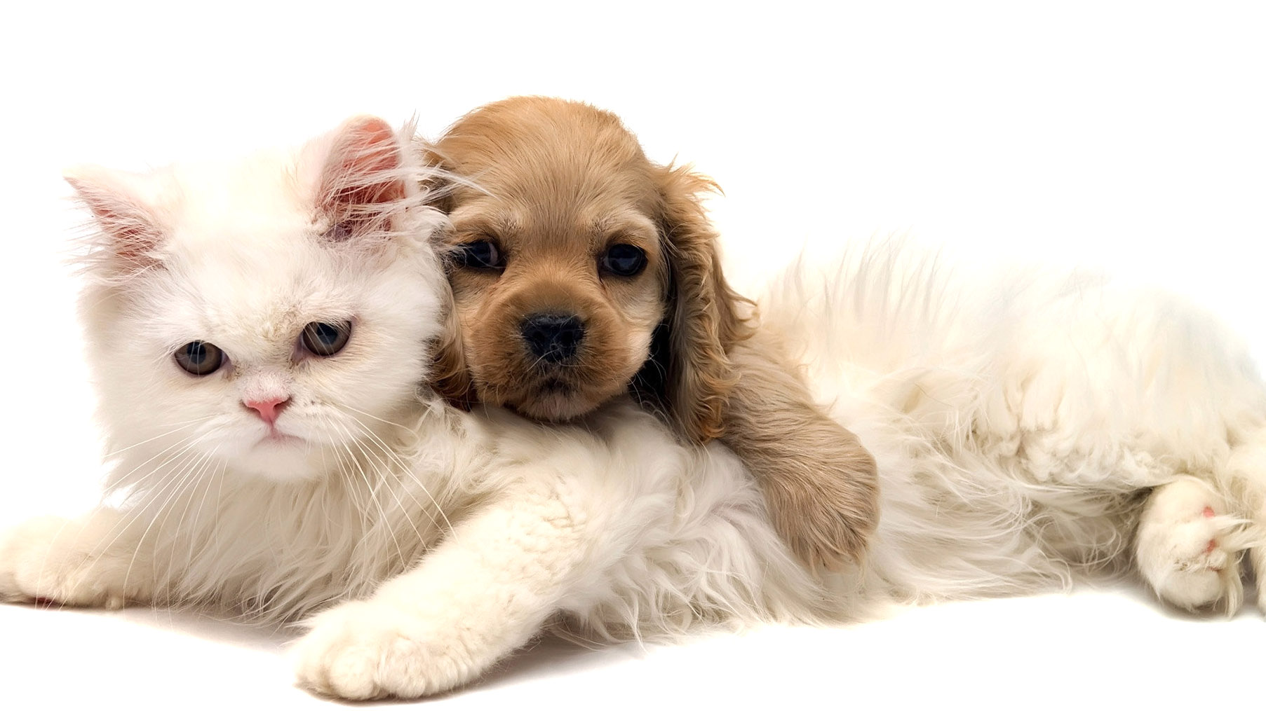 Puppy And Kitten Packages Warm Springs Pet Hospital