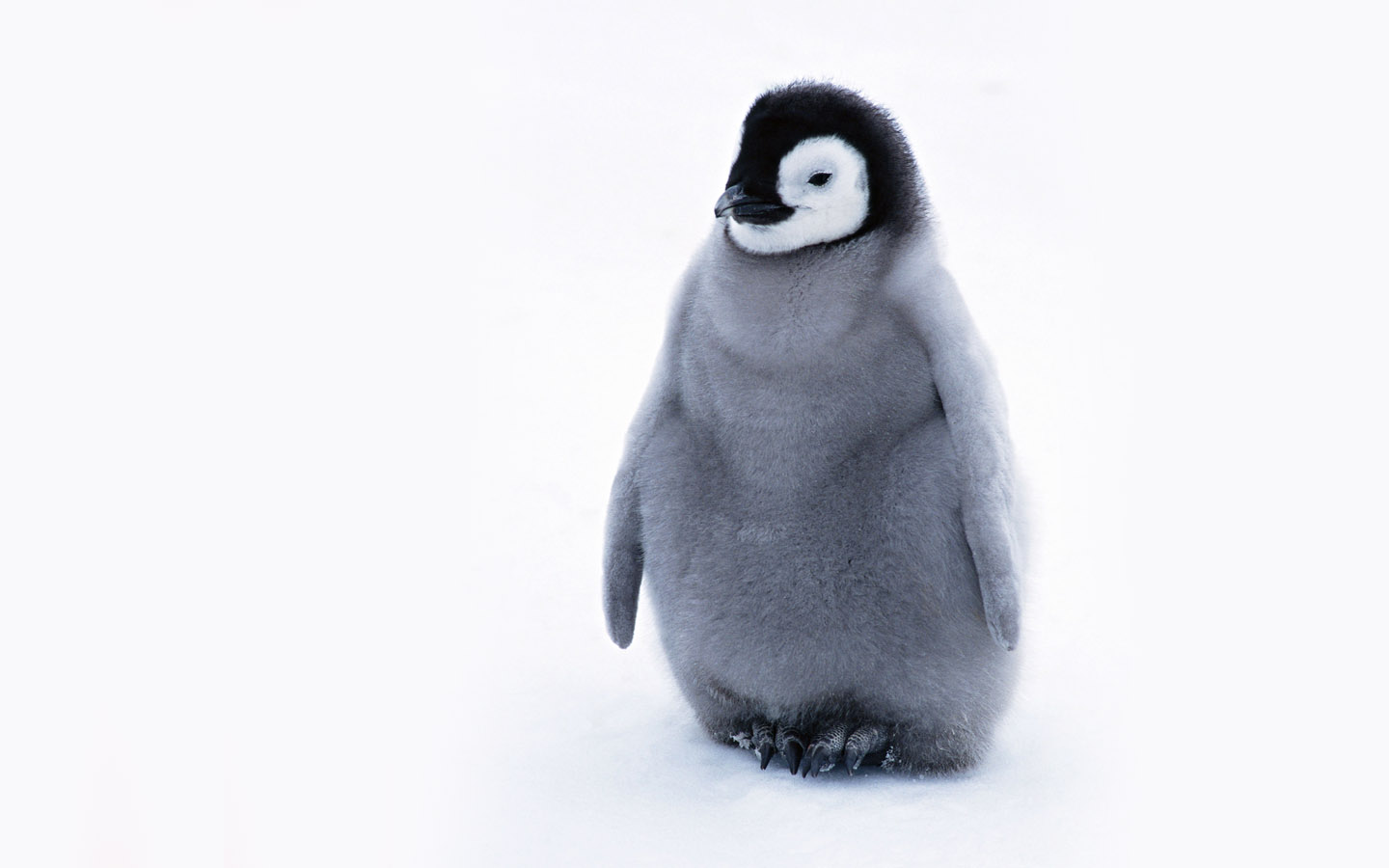 Cute Penguin   Penguins Wallpaper 24143954 1440x900