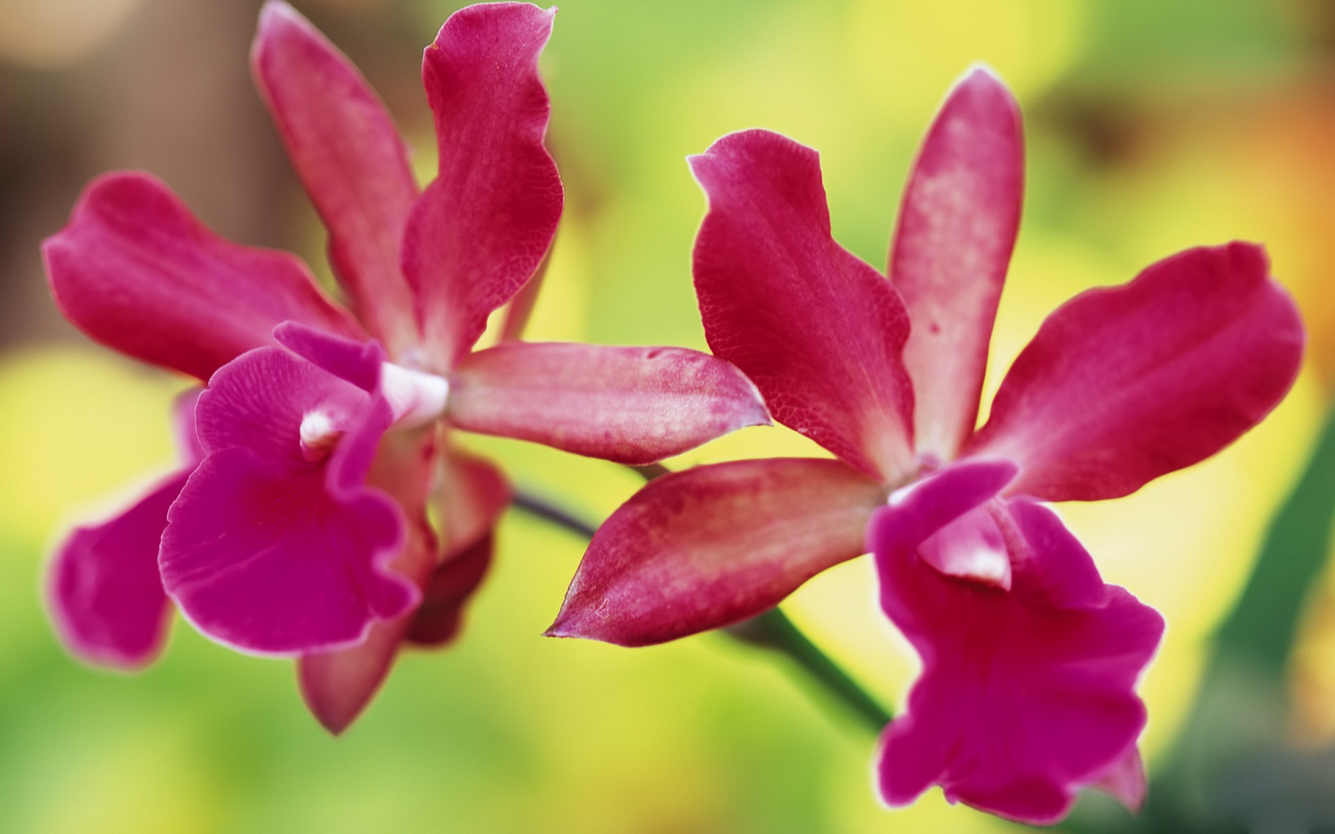 Pink Orchids Desktop Wallpaper