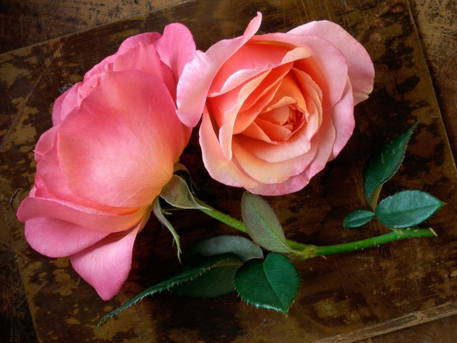 Beautiful Rose   Flowers Pictures Hd Desktop Wallpaper