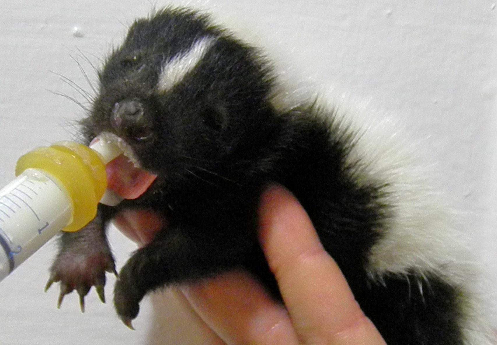 Baby Skunk Wallpaper Animals