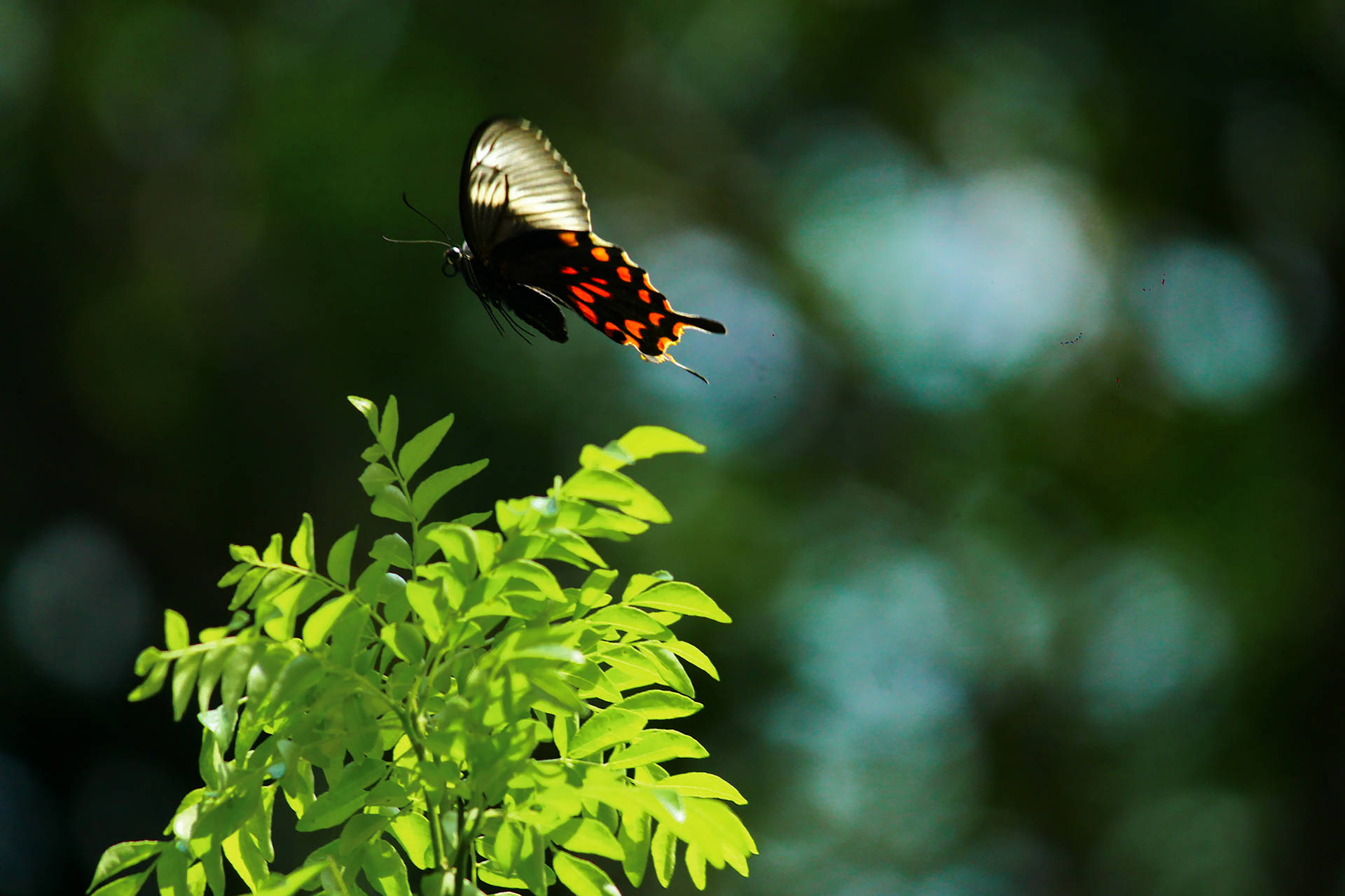 Aesthetic Butterfly Wallpaper