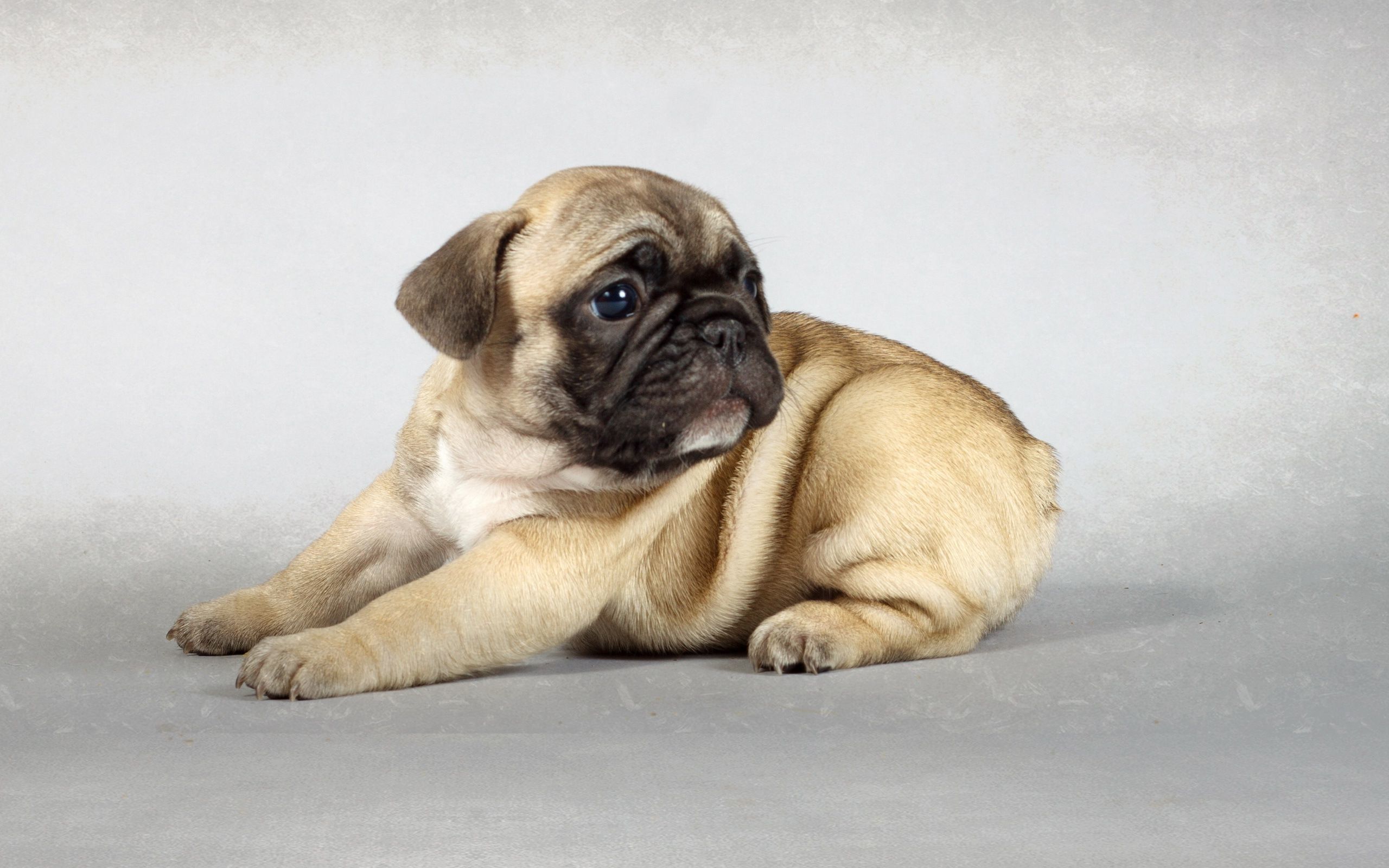 Cute Pug Puppy Wallpaper