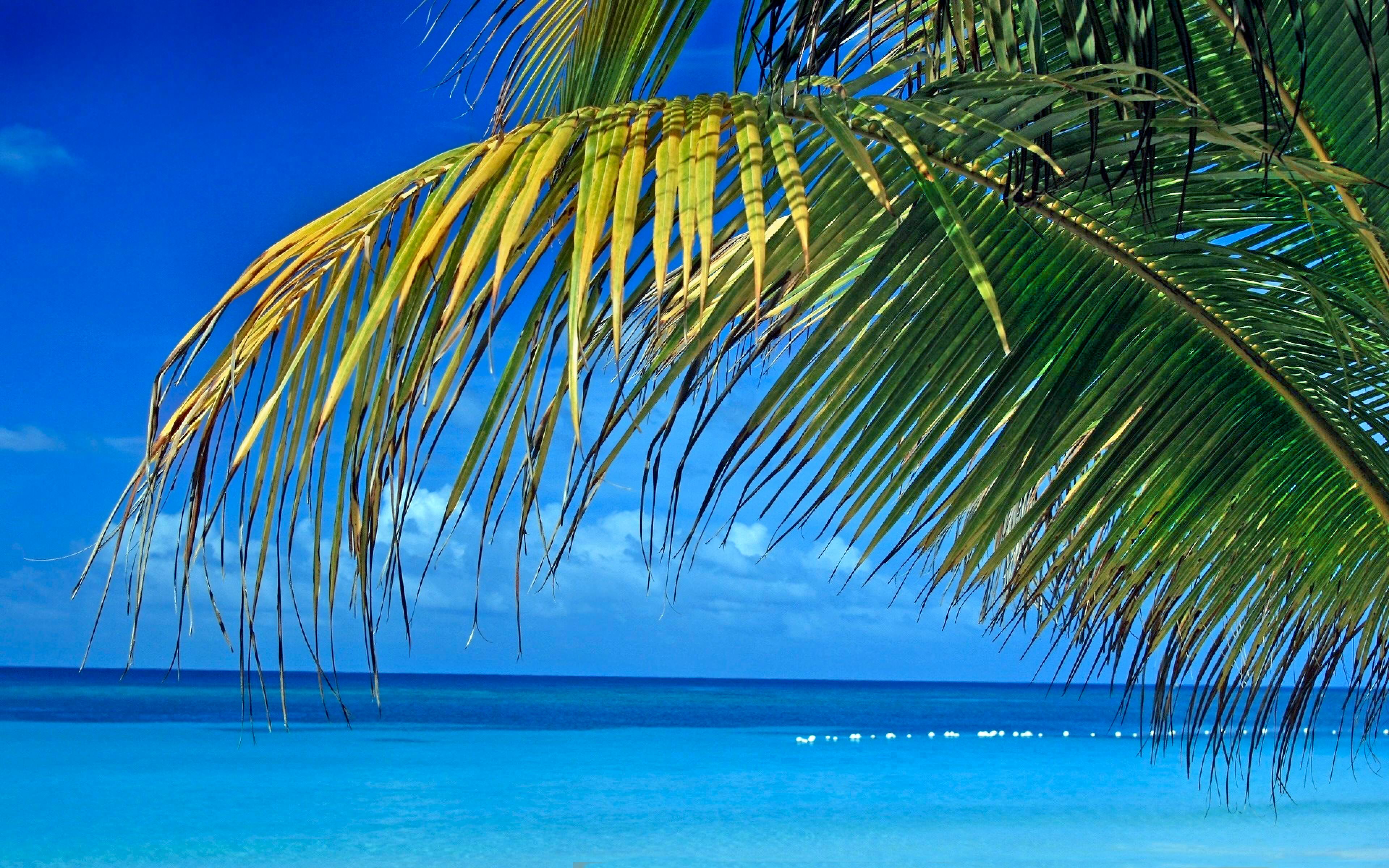 Tropical Retro Background Wallpaper Image