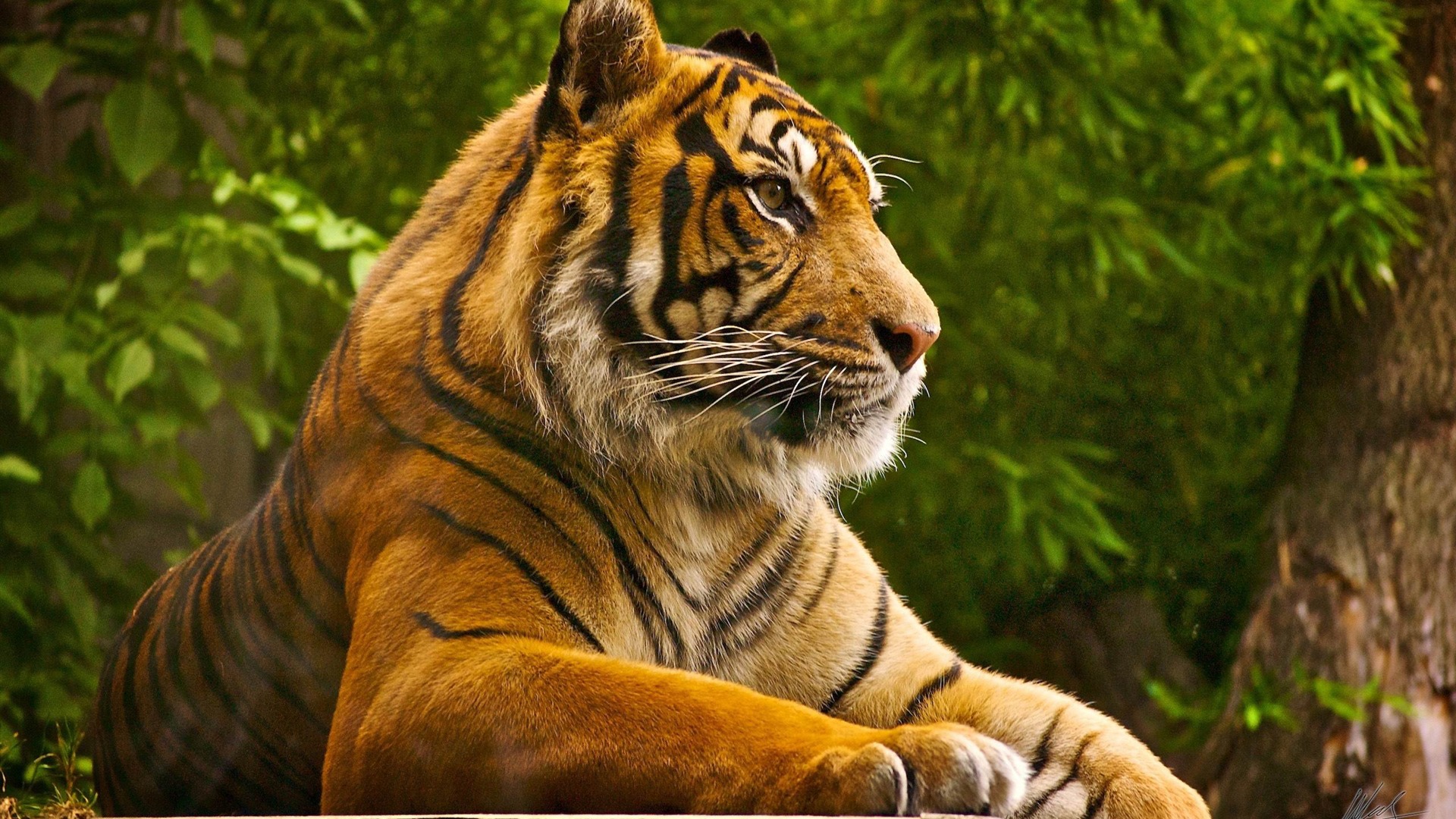 Beautiful Tiger Wild Animal Desktop Wallpaper HD