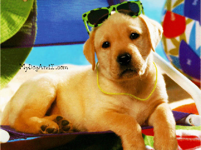 Cute Puppy   Puppies Wallpaper 13986369