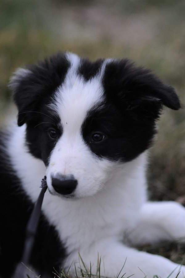 Cute Border Collie Puppy Lying Alone Puppies Wallpaper Picture