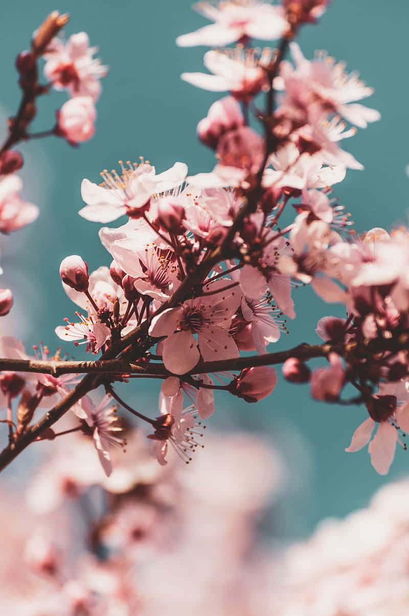 Pink Cherry Blossom Wallpaper