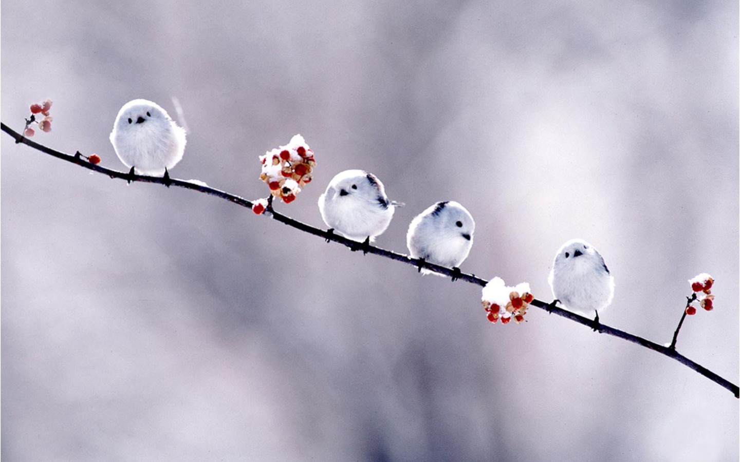 Short Bird Wallpaper Photo And All