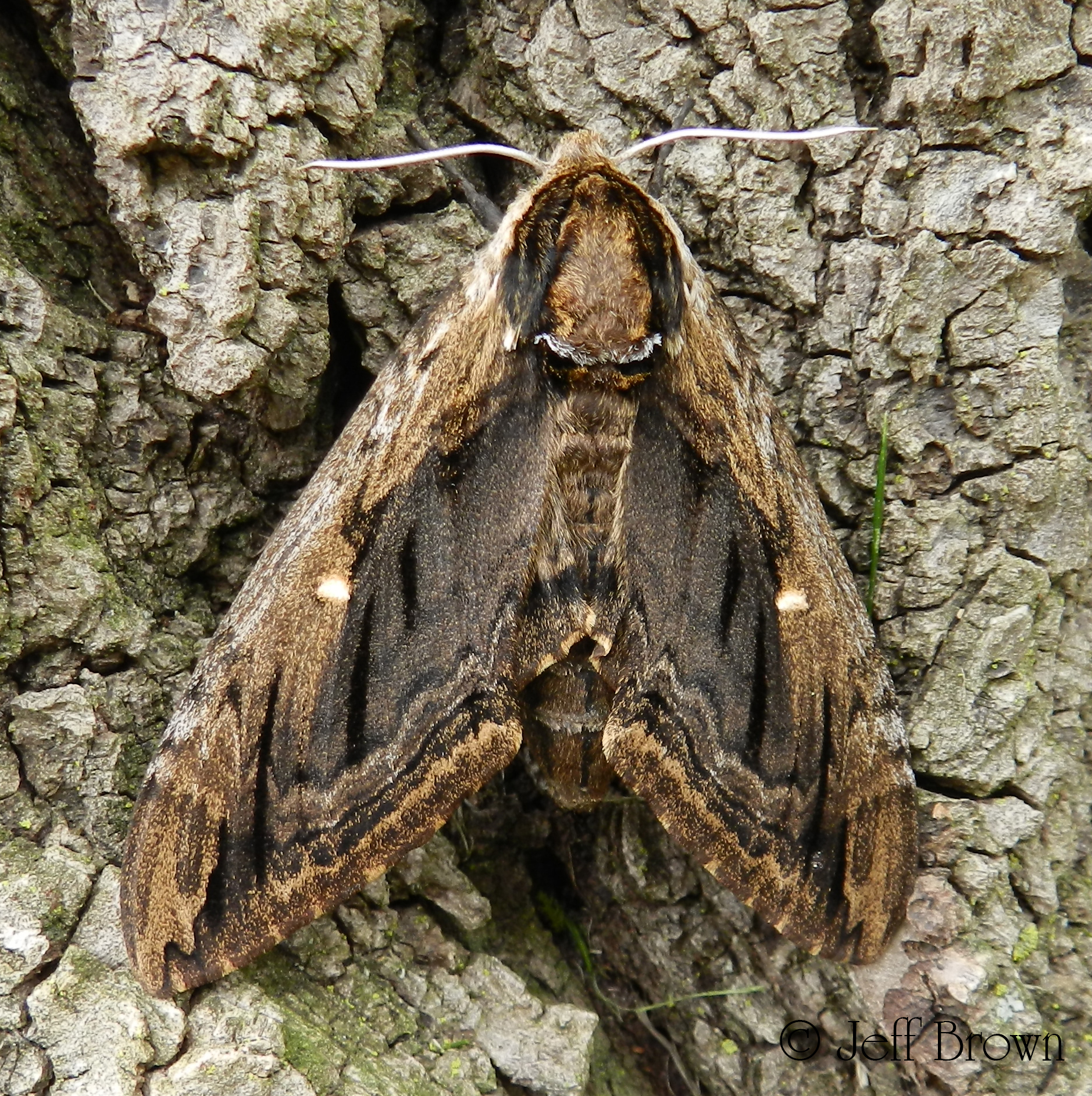 Family Sphingidae Wallpaper