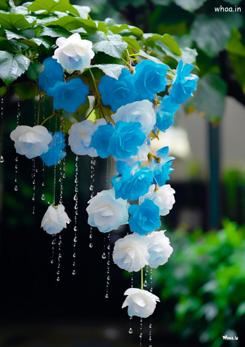 Mobile Wallpaper Flower Image