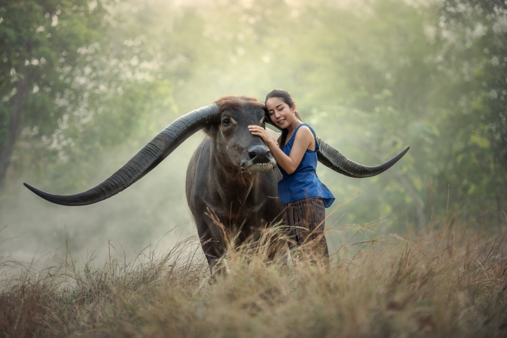 Wallpaper Buffalo Loving Girl Grass Big Horns Thailand