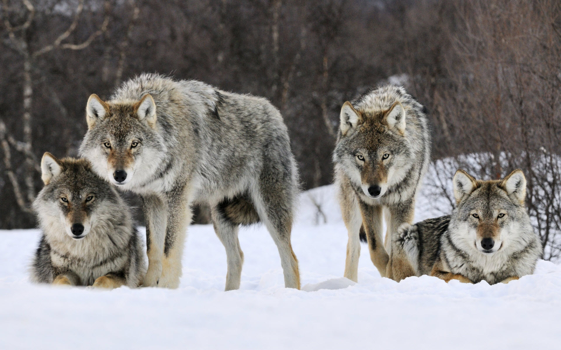 Wolves Winter Wallpaper Family Gray