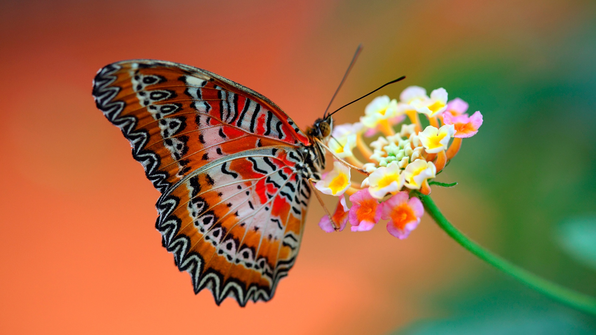 Cool Butterfly HD Wallpaper 1080p In Image