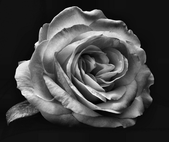Black White Rose   JPG Photos