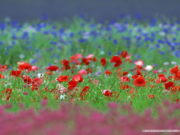 Wallpaper 0ez071 Wallcoo Poppy Flower 0ga44