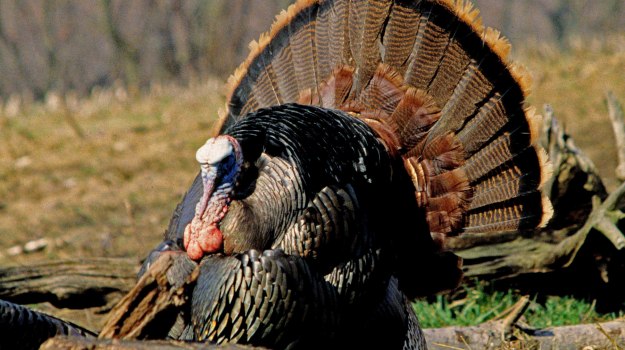 Spring Turkey Hunting Wallpaper Oak S Division And
