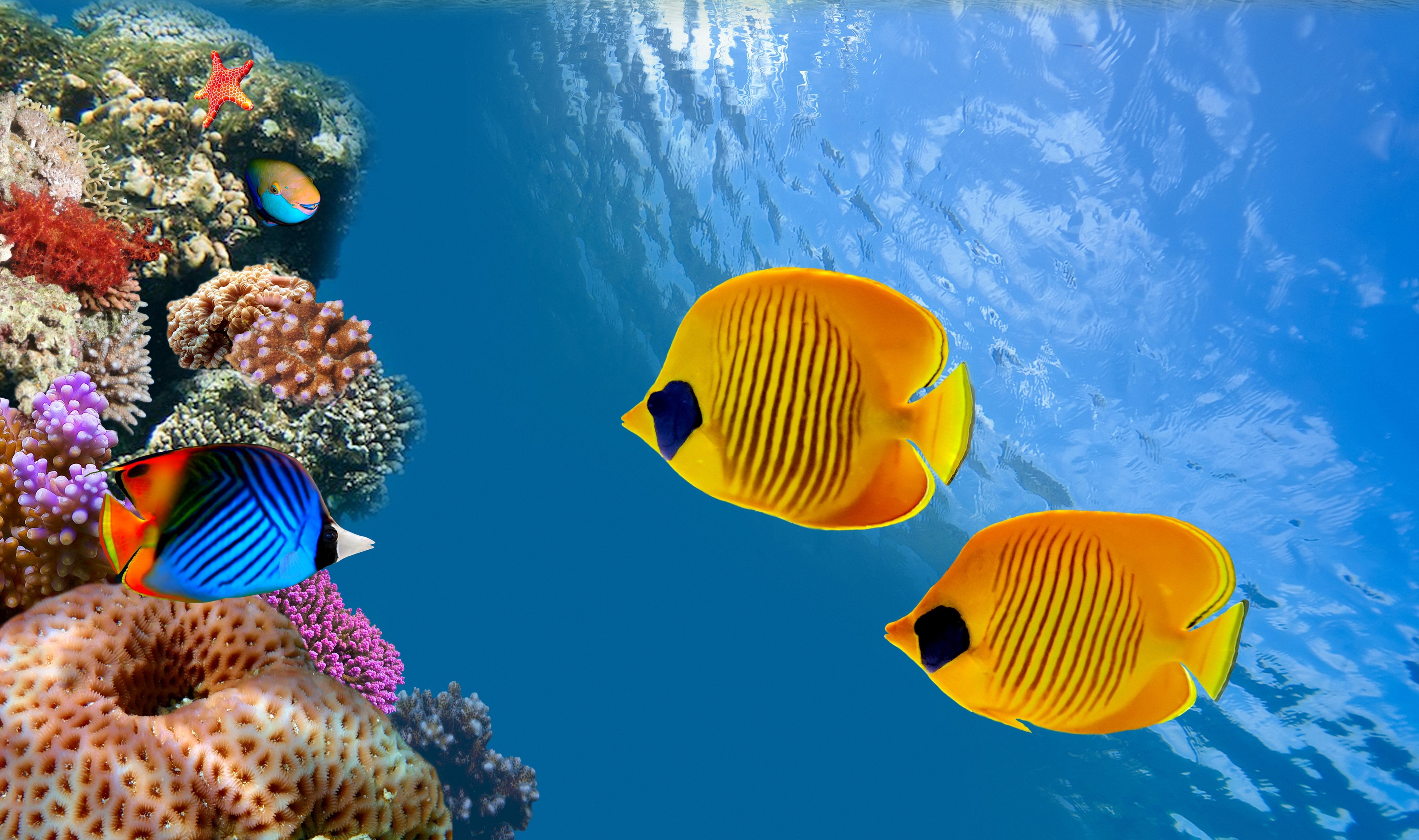 Fish Underwater world Animals wallpaper 6039x3578 348842