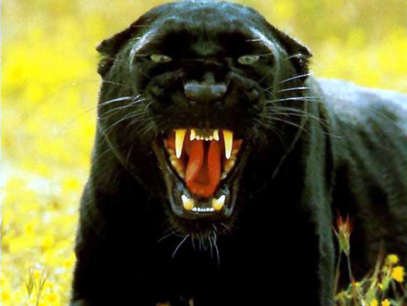 Black Panther HD Wallpaper Pics