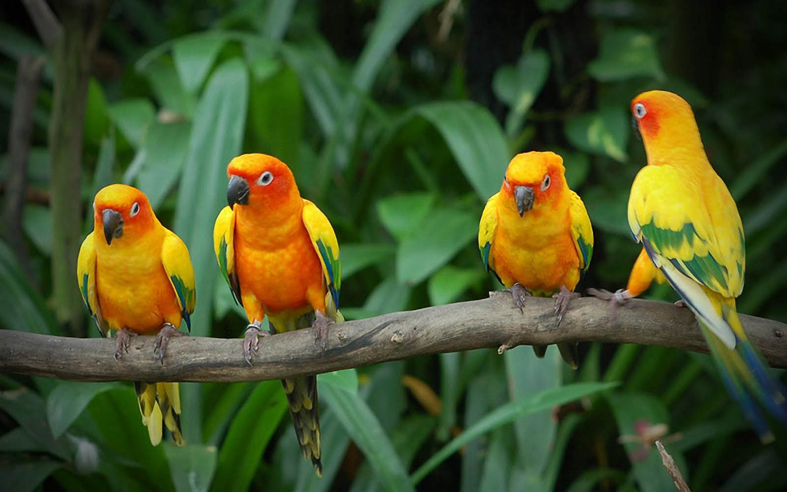 Four colorful Sun Conures perched on a branch in a tropical setting