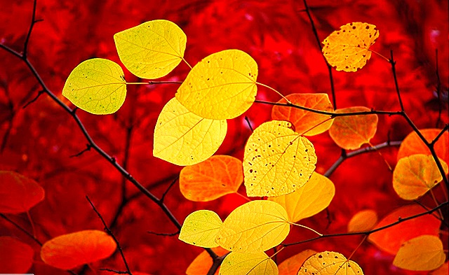 Wallpaper Red Hd Leaves