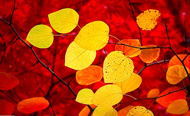 Wallpaper Red HD Leaves
