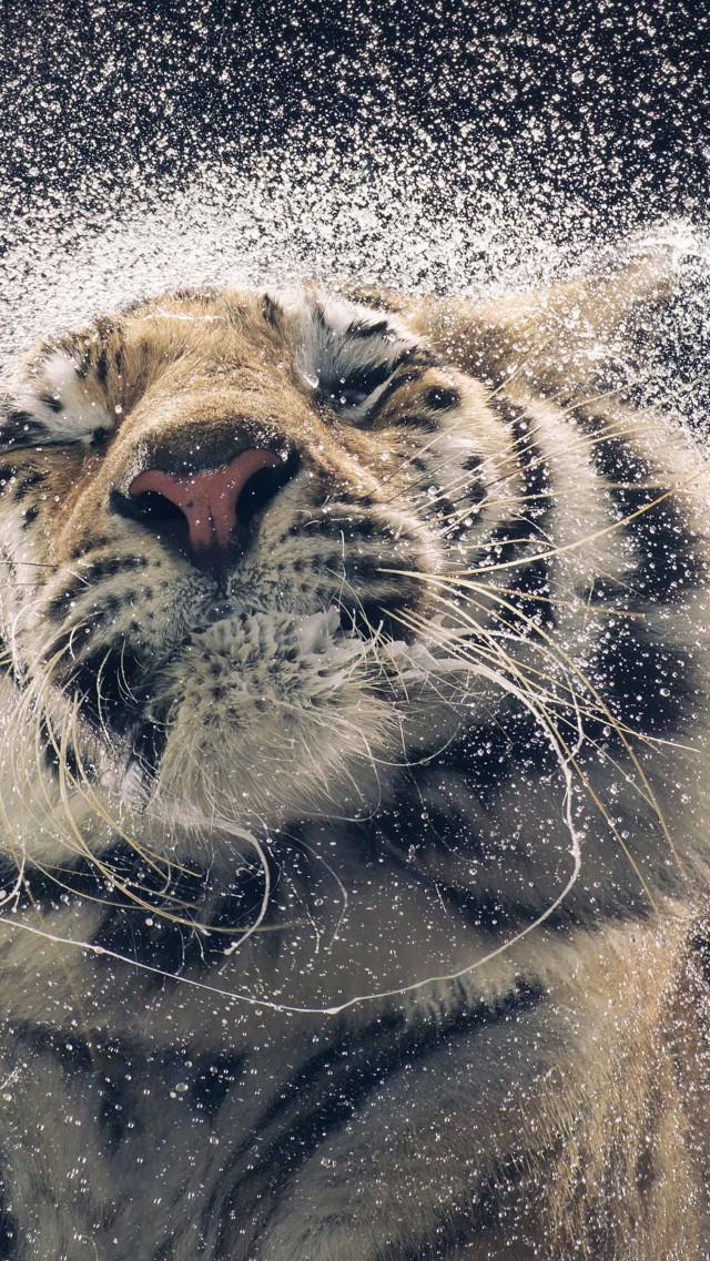 Wallpaper Tiger Drops Cute Animals Funny