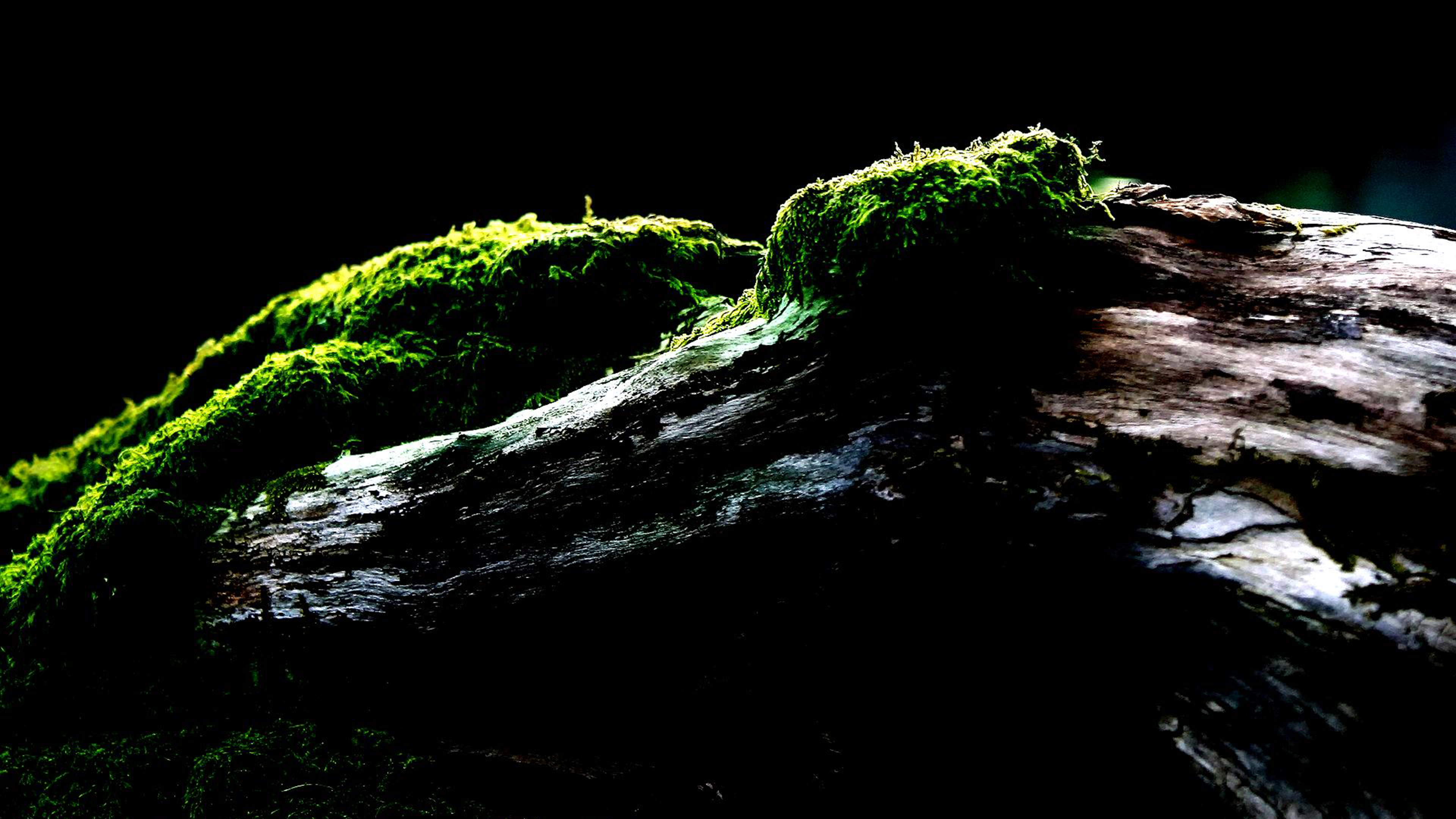 Close-up of moss growing on a decaying log in a dark forest setting