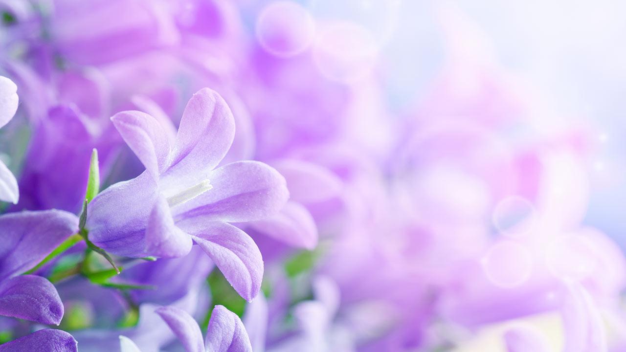 Lilac Flowers Live Wallpaper Android Apps On Google Play