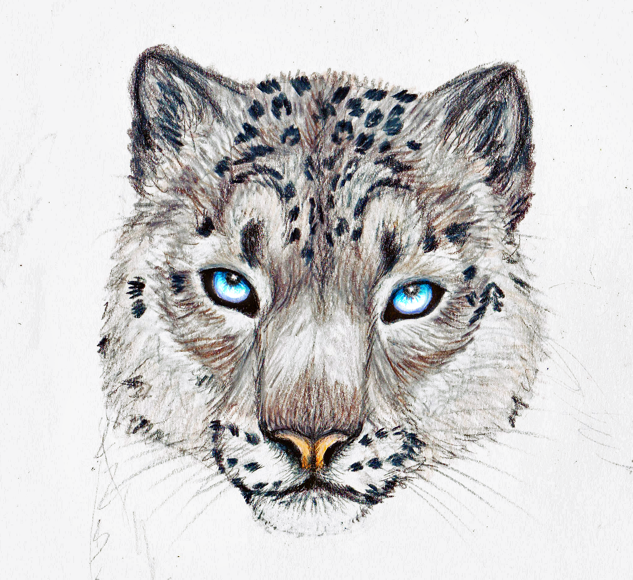 Snow Leopard By Singapuracat Traditional Art Drawings Animals