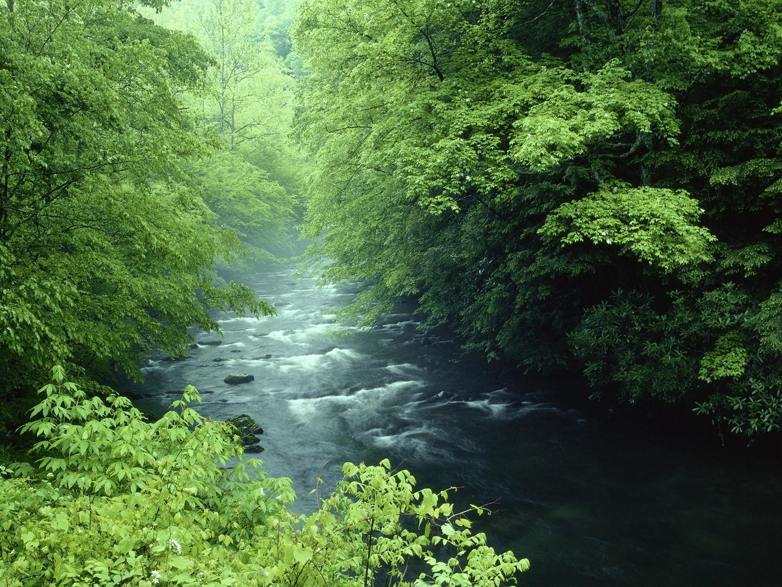 Rivers National Park Great Smoky Mountains Wallpaper