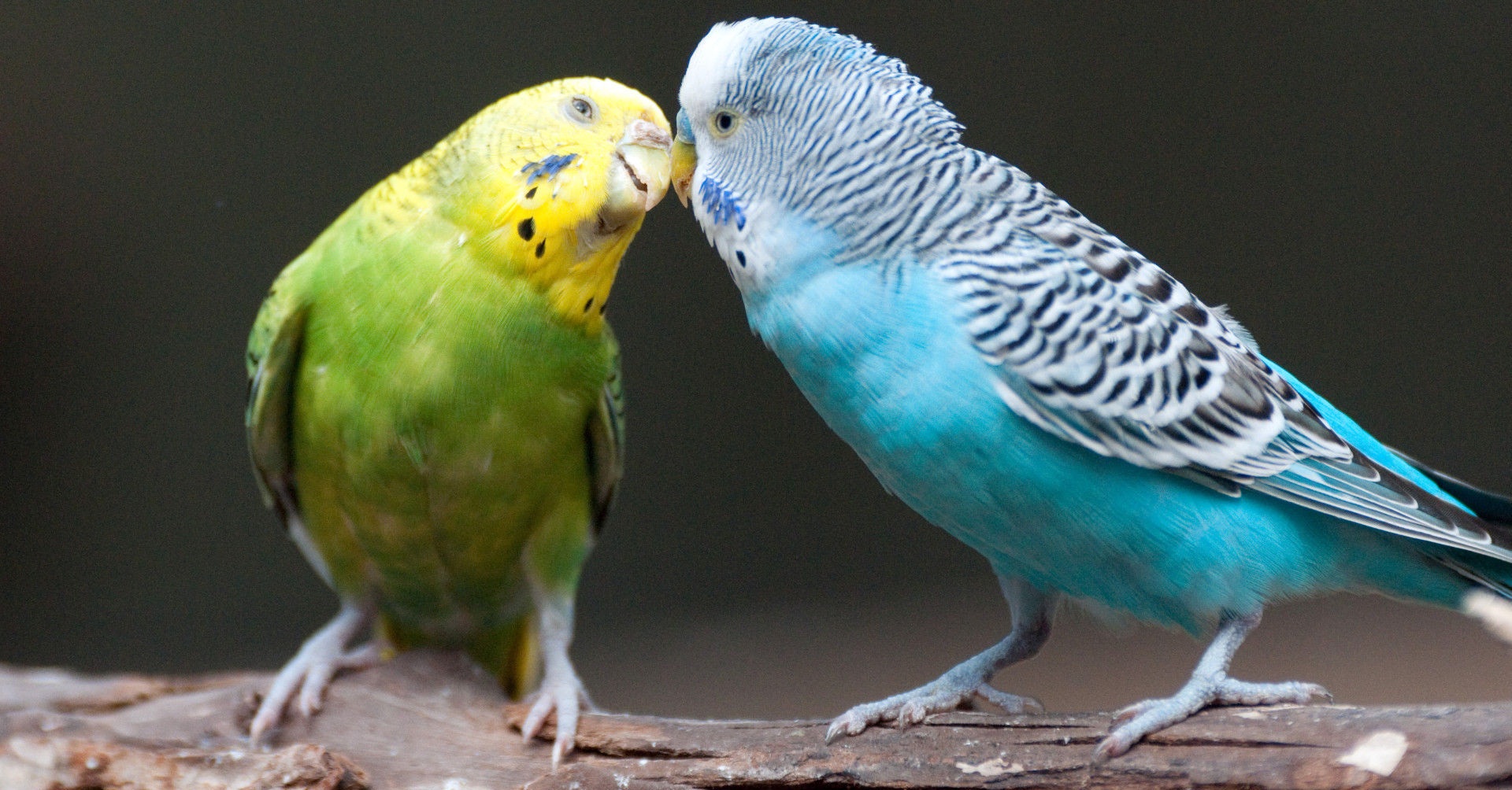 Cool Budgie Background Superb Wallpaper