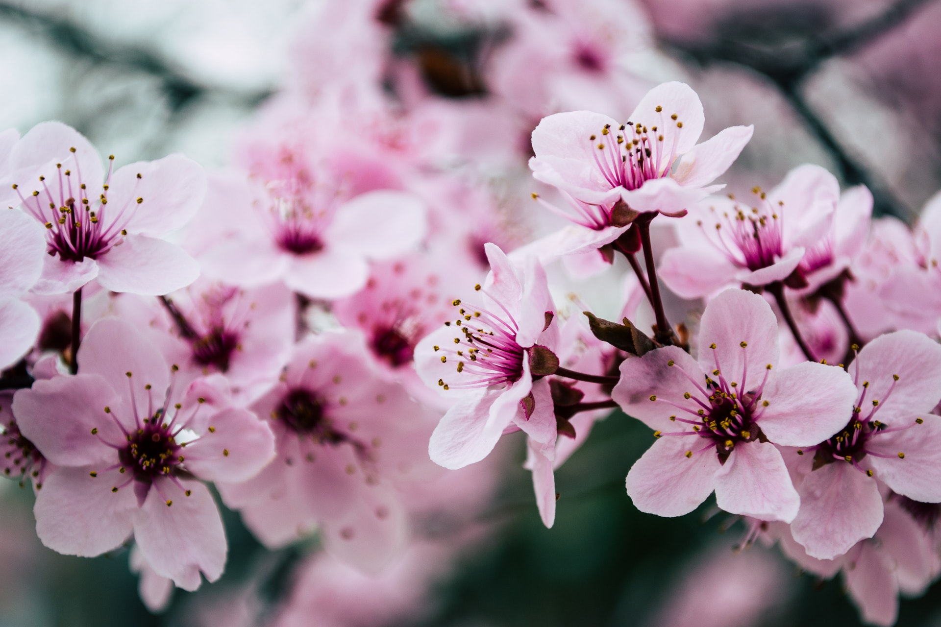 Free download Pink Petaled Flowers Closeup Photo 4K HD Desktop Wallpaper  The [1920x1280] for your Desktop, Mobile & Tablet | Explore 58+ Flower  Desktop Wallpapers | Flower Background, Flower Wallpapers, Flower  Backgrounds