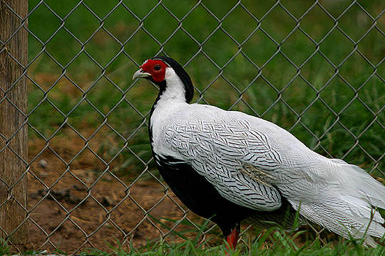 Animals World Wallpaper Of Animal Silver Pheasant Doves Gallery