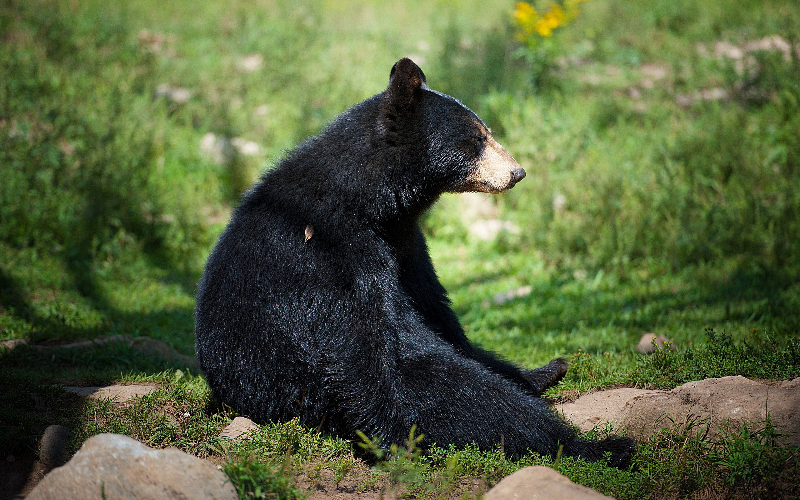 Animal Black Bear HD Wallpaper High Resolution