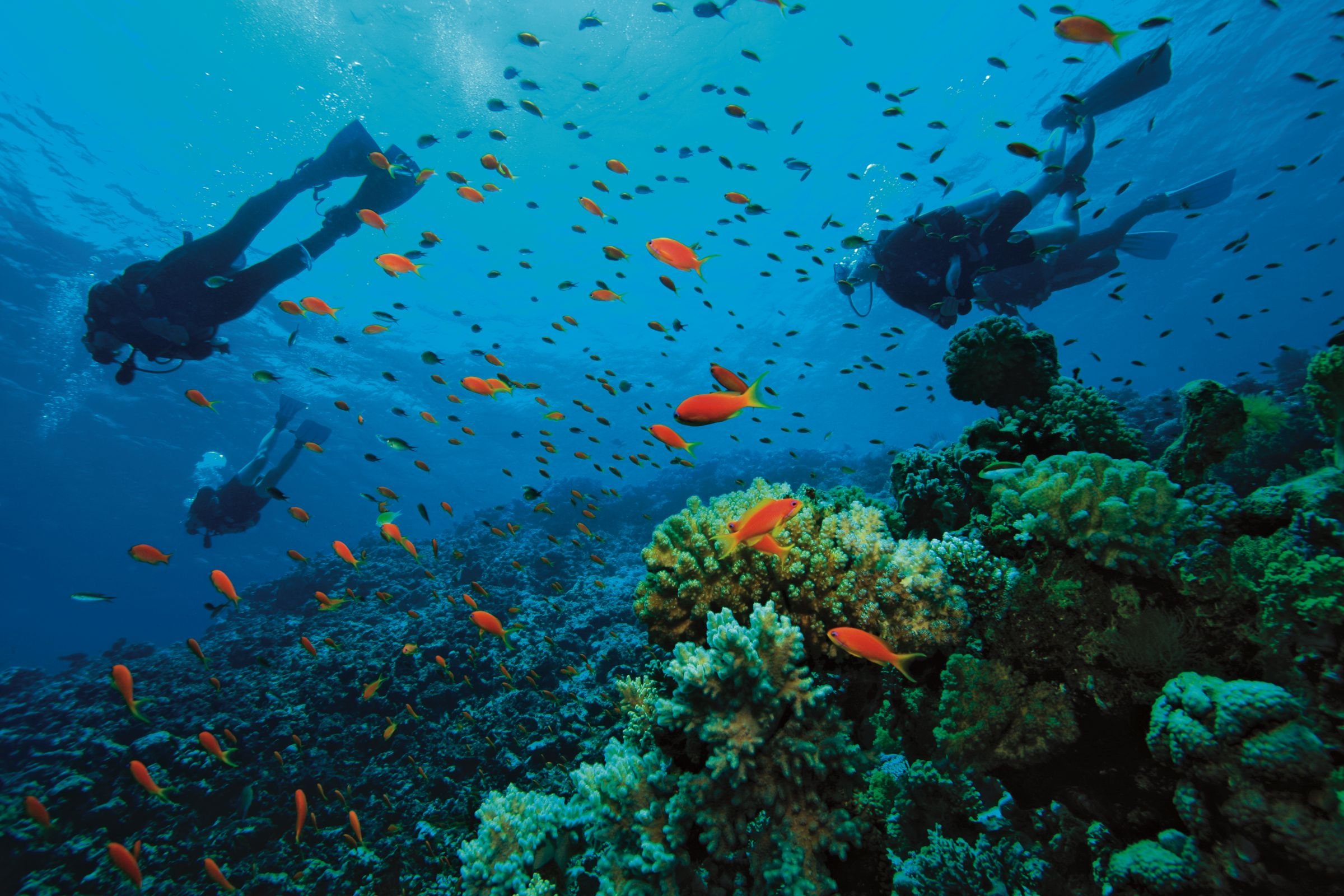Scuba diving diver ocean sea underwater fish wallpaper 2400x1600