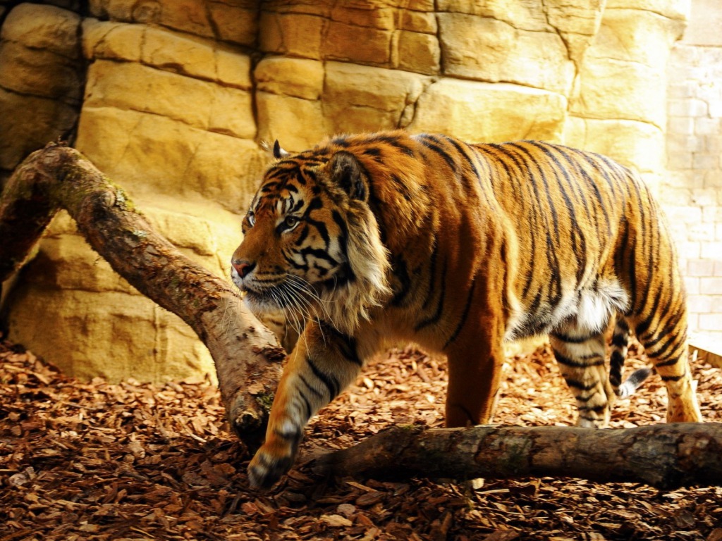 Most Dangerous And Powerful Tiger HD Wallpaper Pictures Image