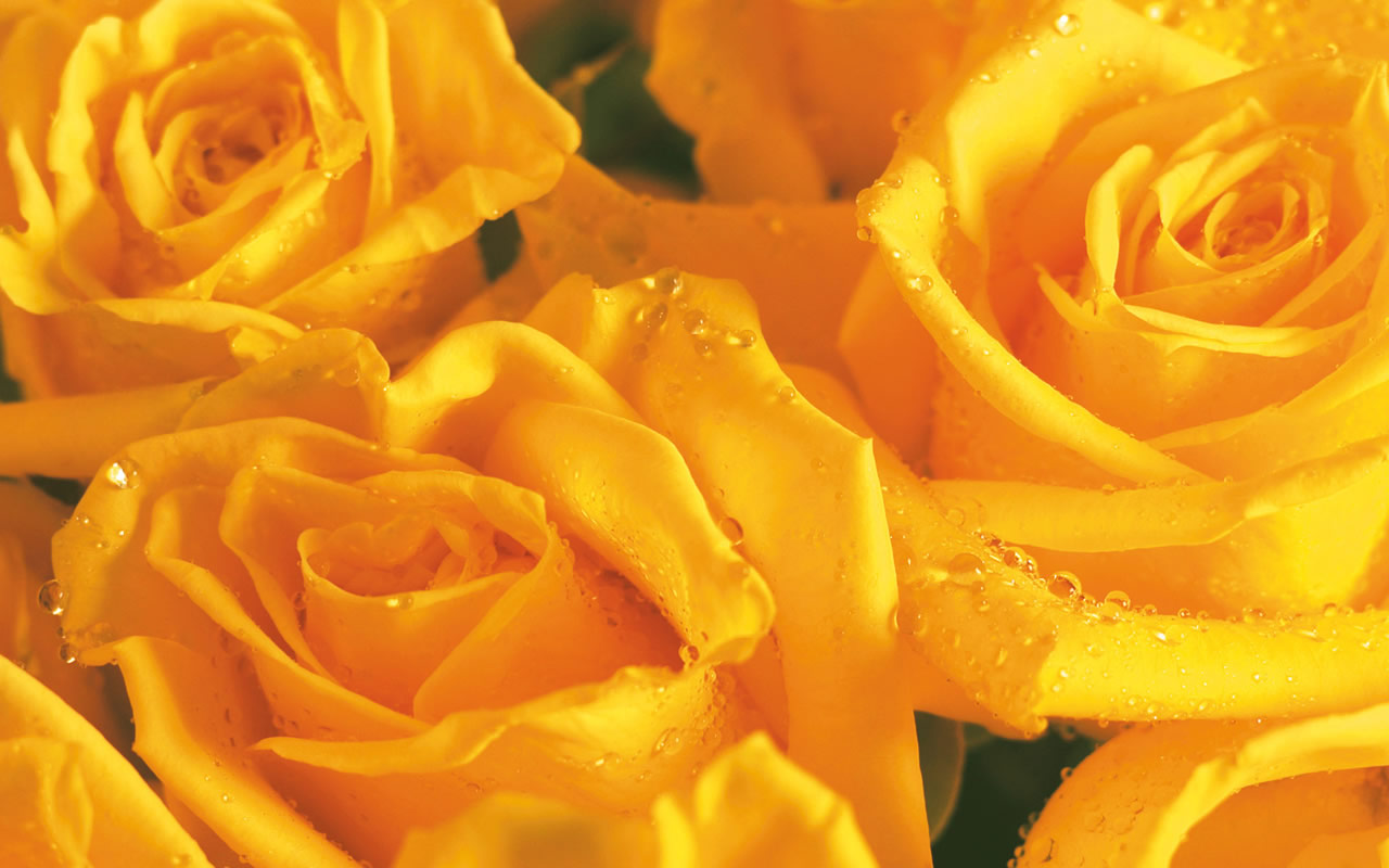 Yellow Resolution Flower Desktop Picture Content Wallpaper For