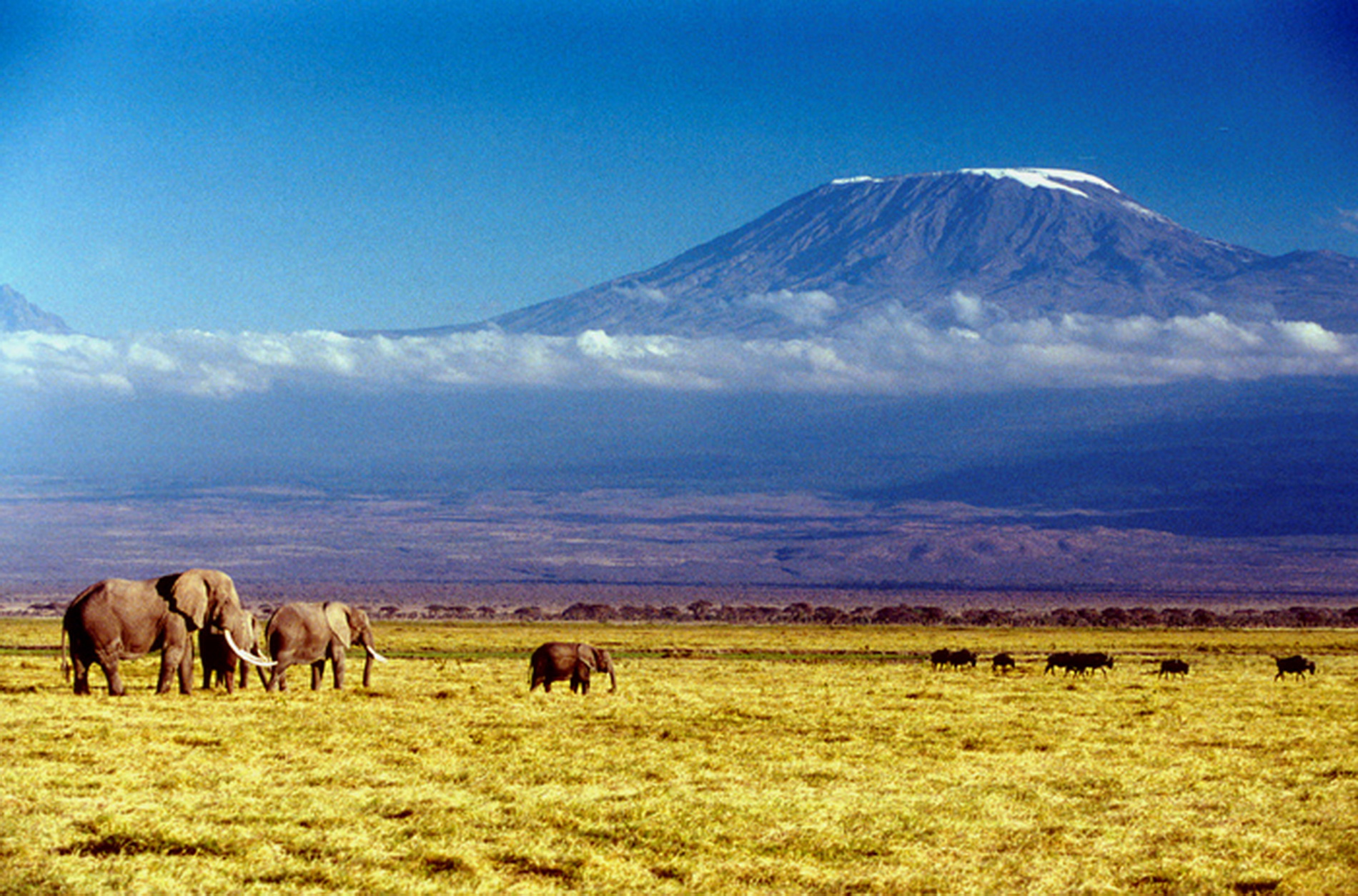 Kilimanjaro Wallpaper 1080p 9e66v8i Wallpaperexpert