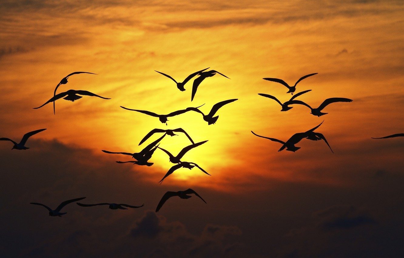 Wallpaper The Sky Dom Sun Flight Sunset Birds Nature