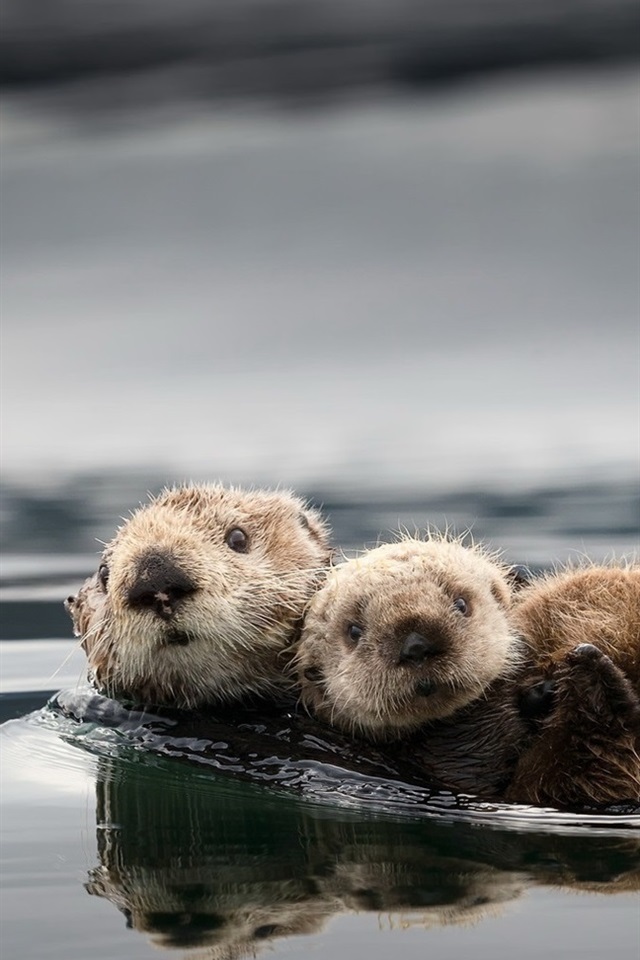 Wallpaper Cute Otters Water Full HD 2k