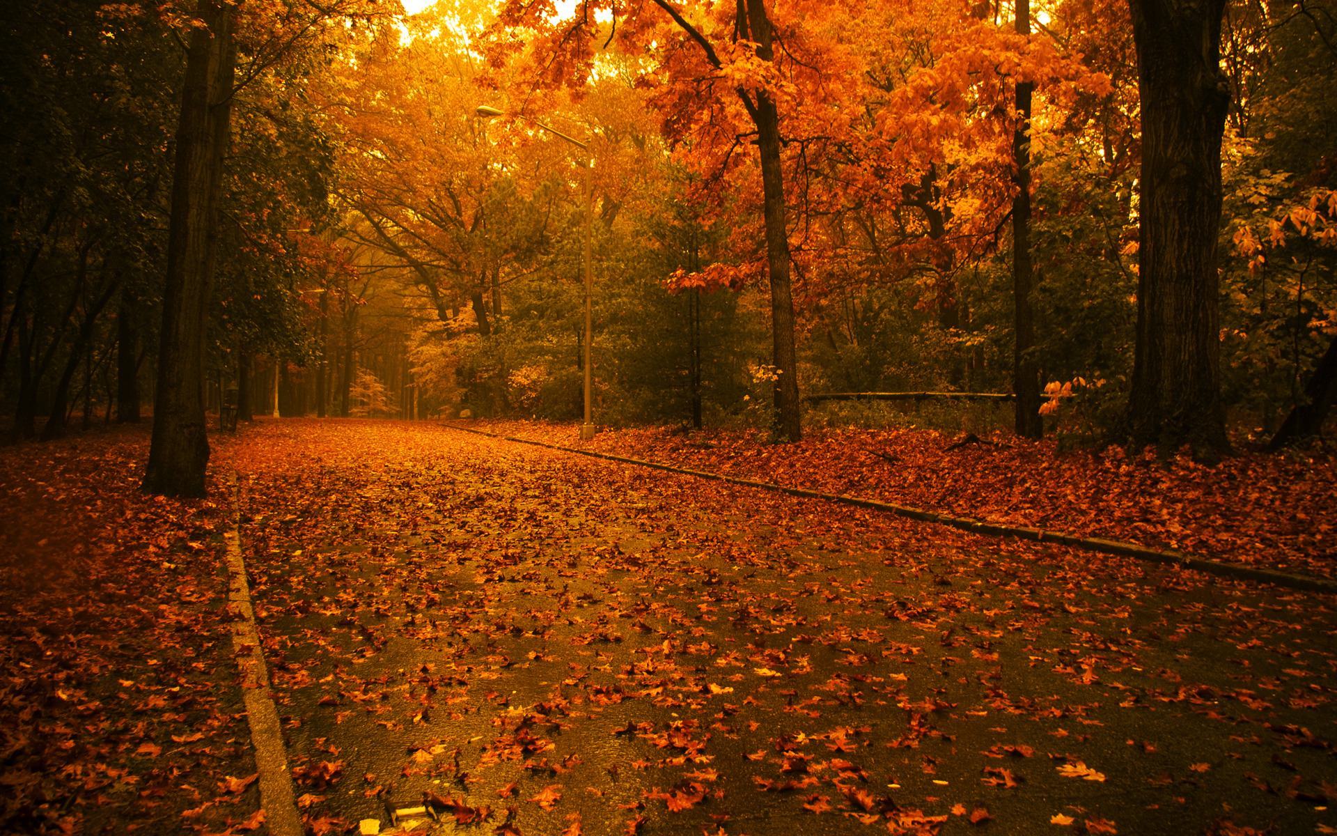 Fall Wallpaper For Desktop Autumn Leaves In HD