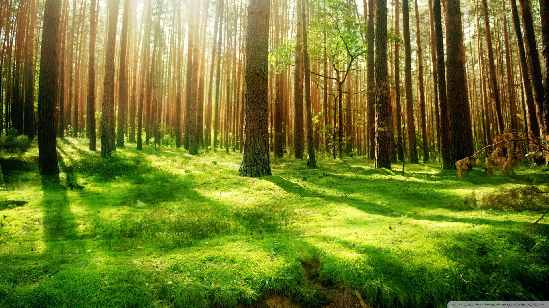 Beautiful Forest Scenery Wallpaper 1920x1080 Beautiful Forest